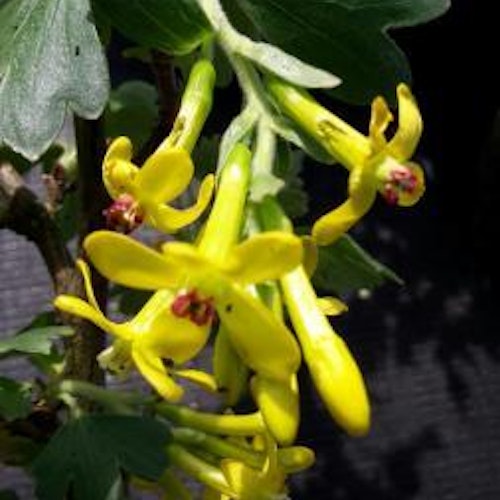 Gullrips, Doftrips  "Gwens" - Ribes odoratum "Gwens"