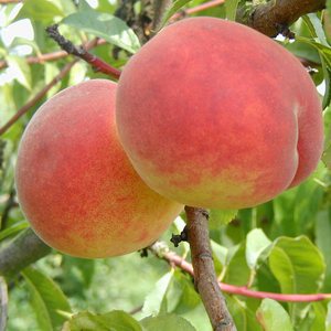 Persikoträd `Red Haven´-Prunus persica `Red Haven`