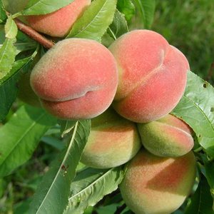 Persikoträd `Mamie Ross´ -Prunus persica `Mamie Ross´