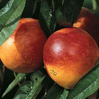 Näktarinträd Lord Napiere´- Prunus persica nusipersica `Lord Napiere´