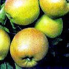 Äppelträd `Mutzu´- Malus domestica `Mutzu´