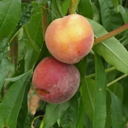 Persikoträd ` Inka´- Prunus persica ` Inka´