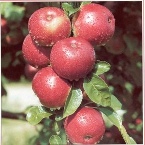 Äppleträd `Lobo´ - Malus domestica `Lobo´