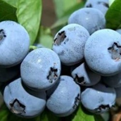 Amerikansk blåbär "Brigitta Blue" - Vaccinium corrymbosum "Brigitta Blue"