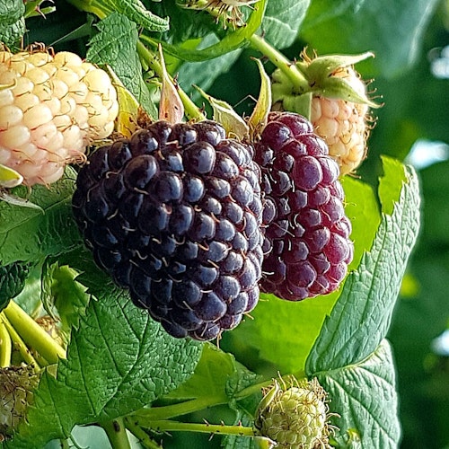 Svart-lila hallon   `Heban´ -  Rubus X `Heban´