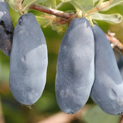 Blåbärstry ´Sinis Utes`(Blue Rock) - Lonicera caerulea var. kamtschatica ´Sinis Utes` (Blue Rock)