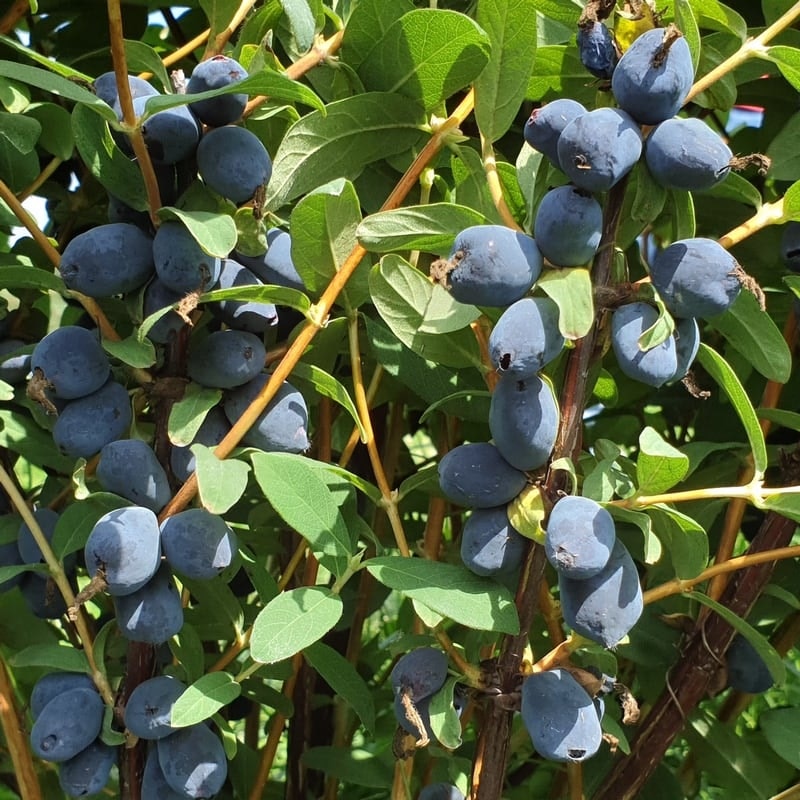 Blåbärstry ´Boreal Beauty` - Lonicera caerulea var. kamtschatica ´Boreal Beauty`