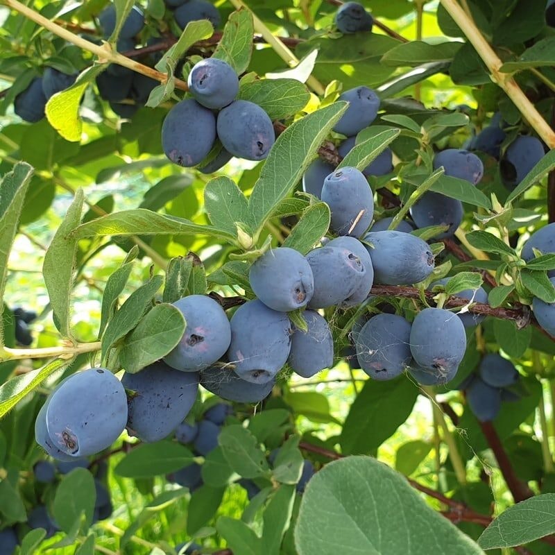 Blåbärstry ´Strawberry Sensation`- Lonicera caerulea var. kamtschatica ´Strawberry Sensation`