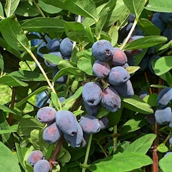 Blåbärstry ´Blue Treasure` - Lonicera caerulea var. kamtschatica `Blue Treasure´