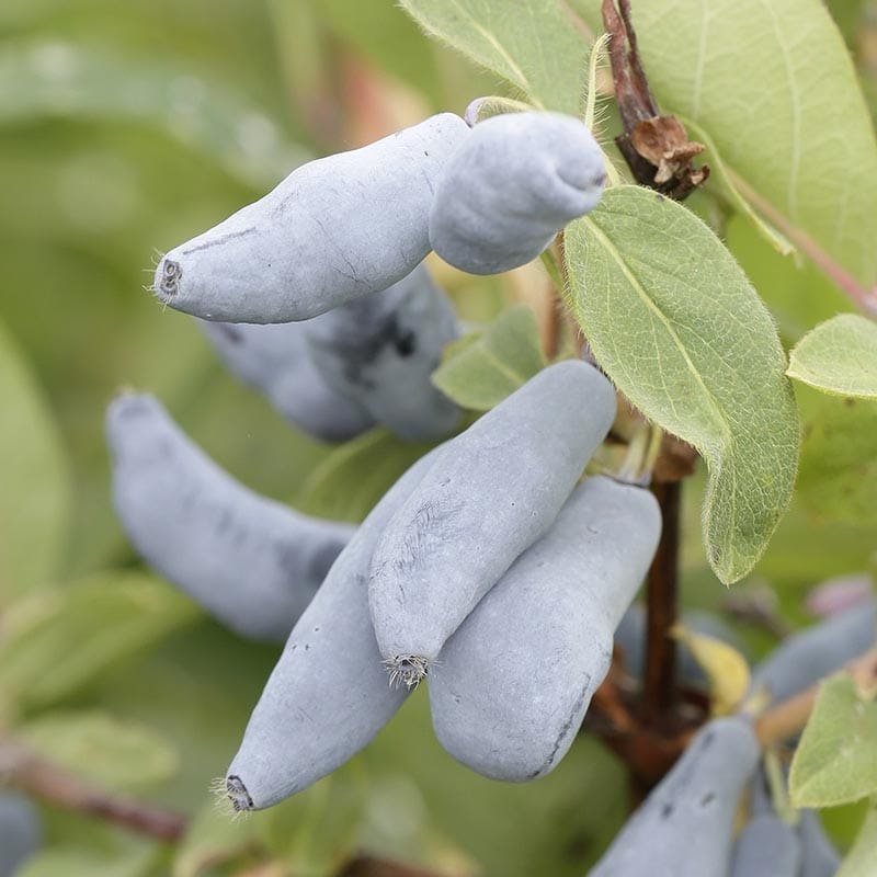 Blåbärstry `Vostorg´ - Lonicera caerulea var. kamtschatica `Vostorg´