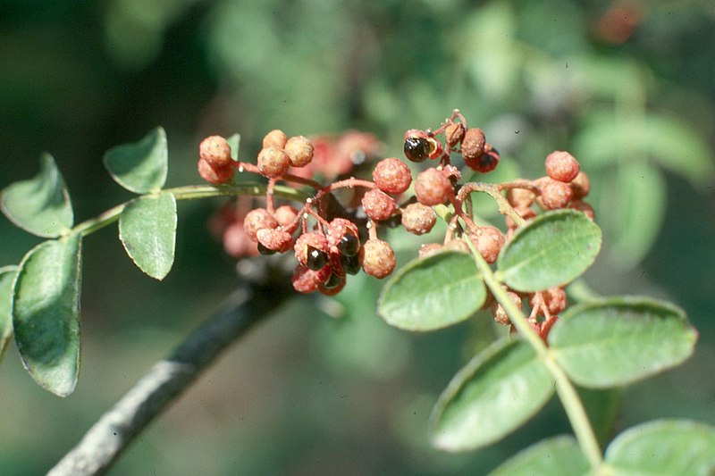 Amerikansk pepparträd - Zanthoxylum americanum