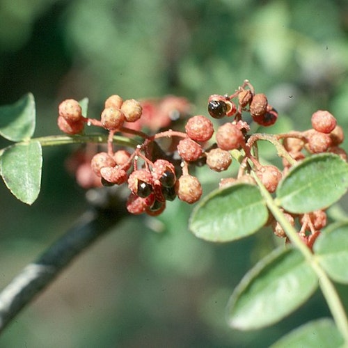 Amerikansk pepparträd - Zanthoxylum americanum