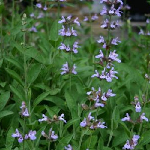 Kryddsalvia `Berggarten´ - Salvia officinalis `Berggarten´