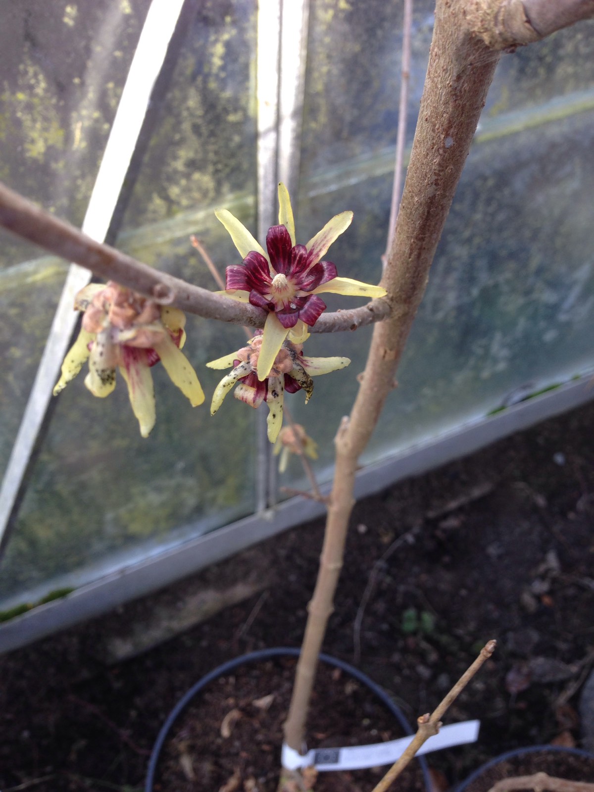 Vinterkryddbuske - Chimonanthus praecox
