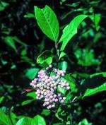 Nakenolvon - Viburnum nudum 'Pink Beauty'