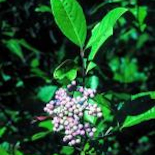 Nakenolvon - Viburnum nudum 'Pink Beauty'