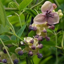 Akebia quinata `Silver Bell´s`