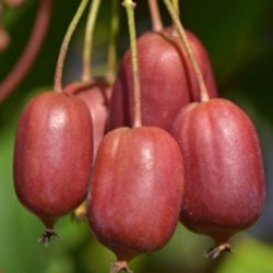 Minikiwi `Scarlet September´ - Actinidia arguta `Scarlet September´