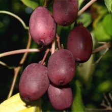 Minikiwi `Purpurna Sadowa`- Actinidia arguta `Purpurna Sadowa´