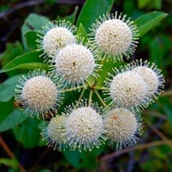 Bollbuske -  Cephalanthus occidentalis