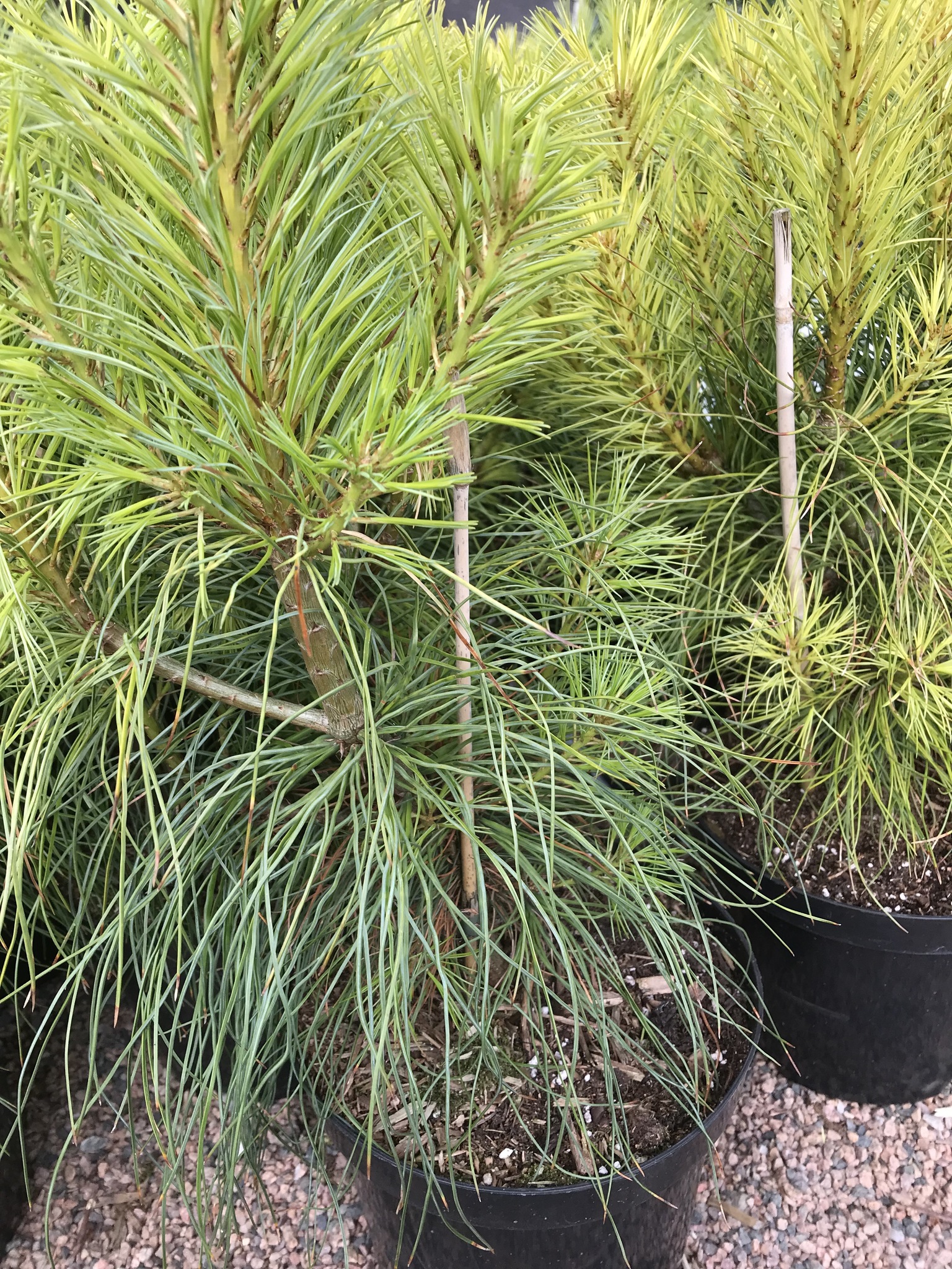 Weymouthtall - Pinus strobus