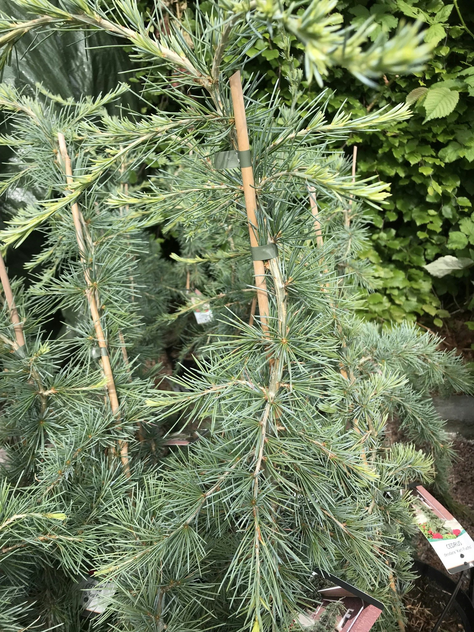 Himalayaceder  - Cedrus deodara ’Karl Fuchs’