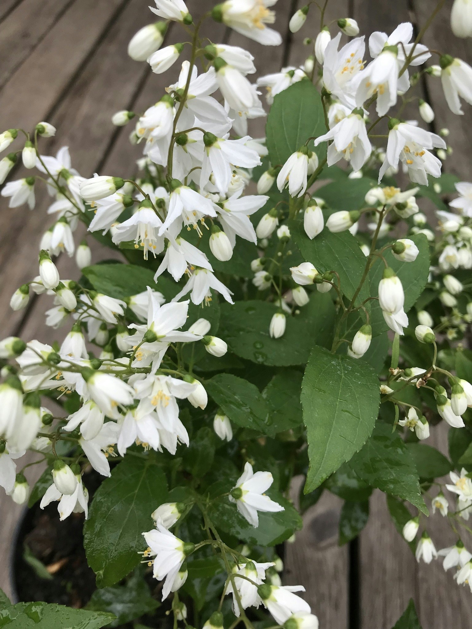 Bruddeutzia - Deutzia gracilis