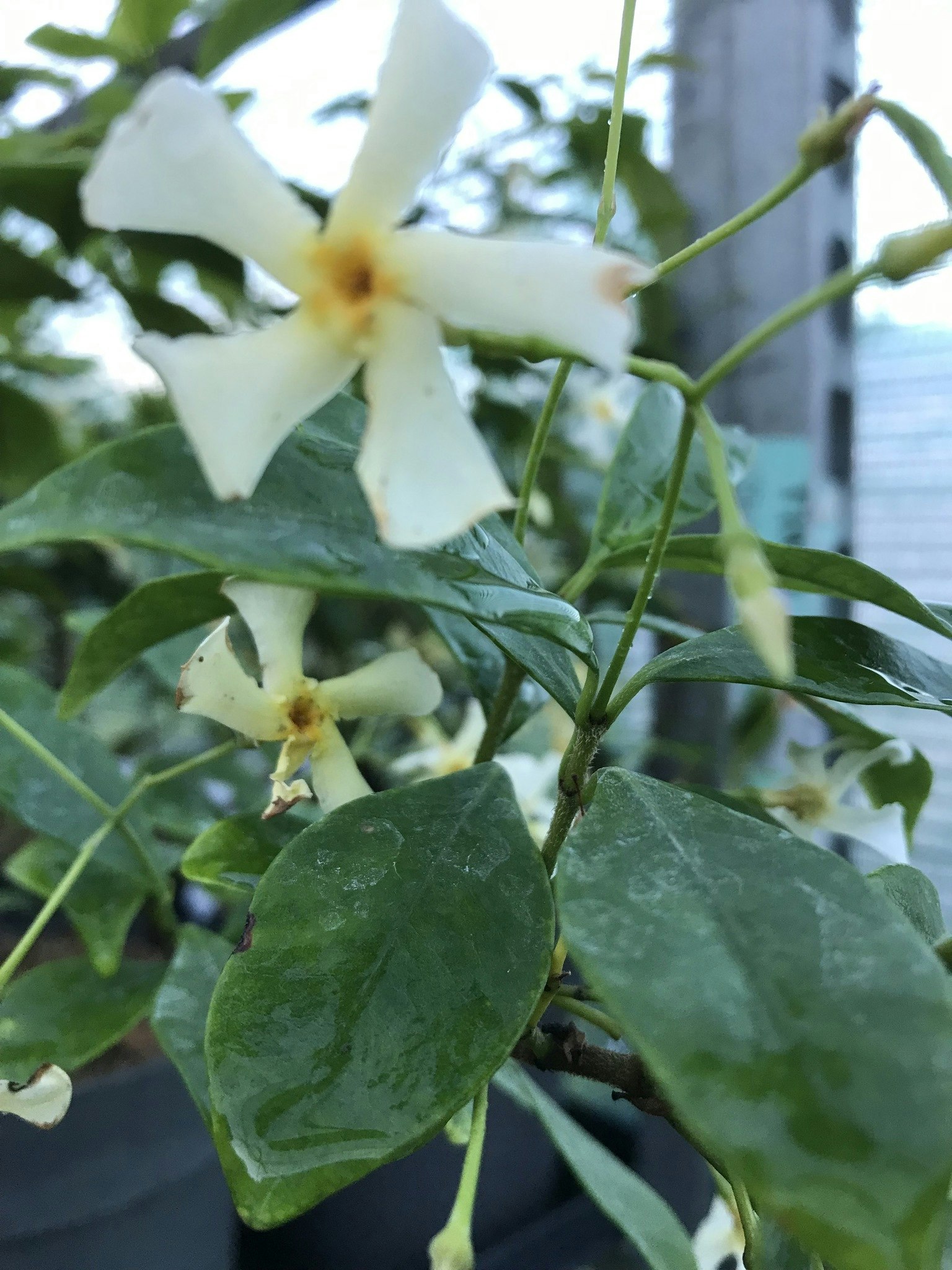 Stjärnjasmin'Star of Toscane' - Trachelospermum jasminoides 'Star of Toscane'