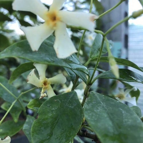 Stjärnjasmin'Star of Toscane' - Trachelospermum jasminoides 'Star of Toscane'