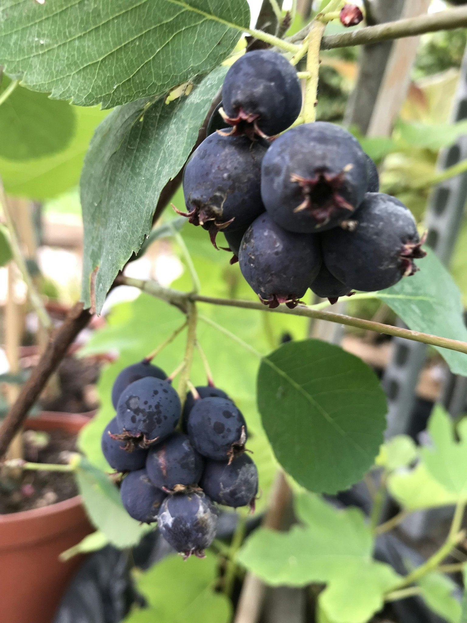 Sakatoonbär `Martin´ - Amelanchier alnifolia `Martin´