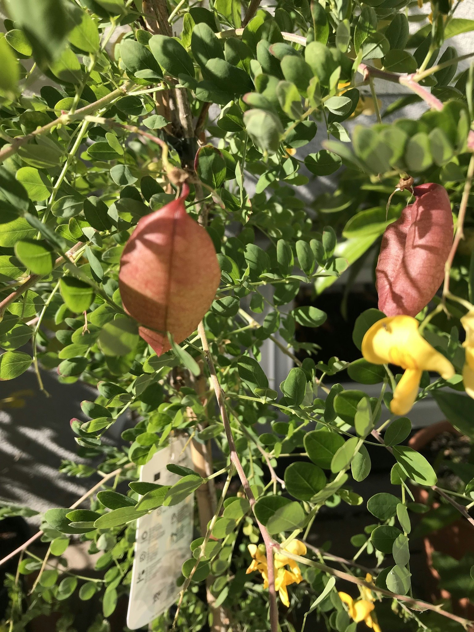 Blåsärt  -Colutea arborescens