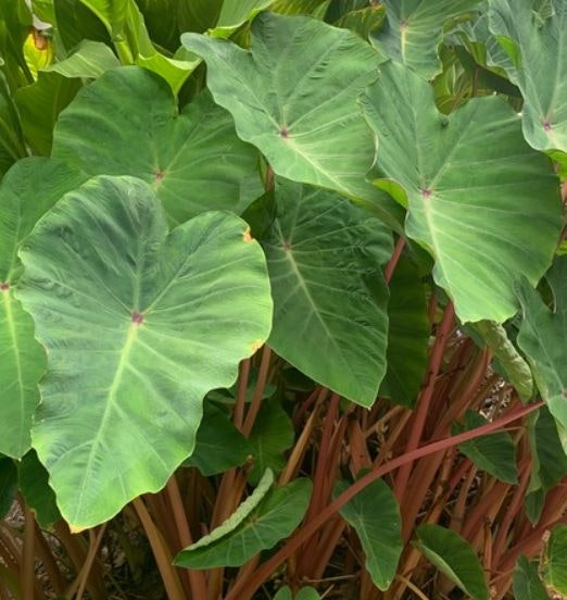 Elefantöra , Taro - Colocasia esculenta `Pink China´