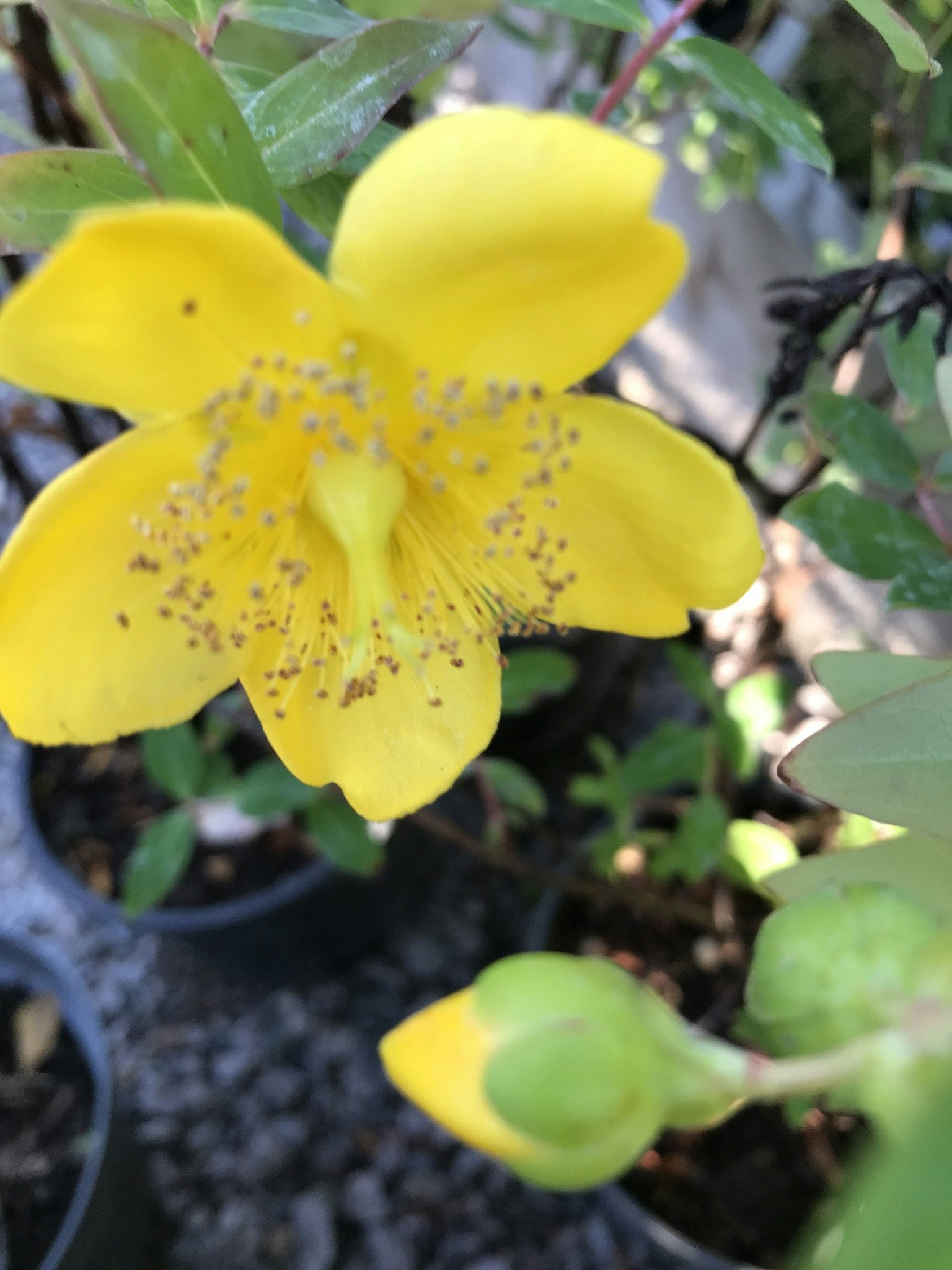 Vinterhypericum - Hypericum `Hidcote´