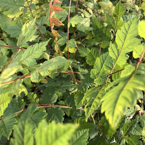 Kinesträd - Koelreuteria paniculata