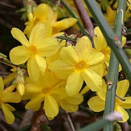 Vinterjasmin - Jasminum nudiflorum