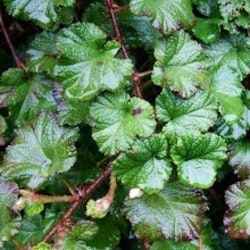 Prydnads björnbär - Rubus 'Betty Ashburner'