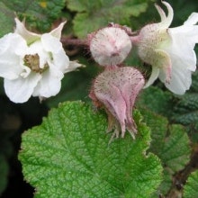 Prydnads björnbär - Rubus 'Betty Ashburner'