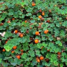 Prydnads björnbär - Rubus 'Betty Ashburner'