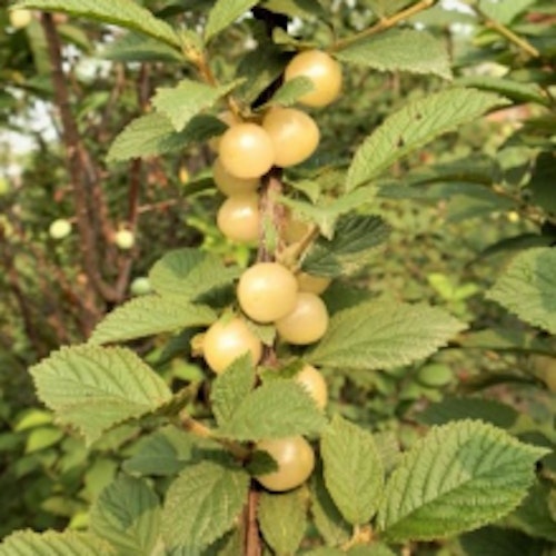 Luddkörsbär  `Snovit´ - Prunus tomentosa 'Snovit'