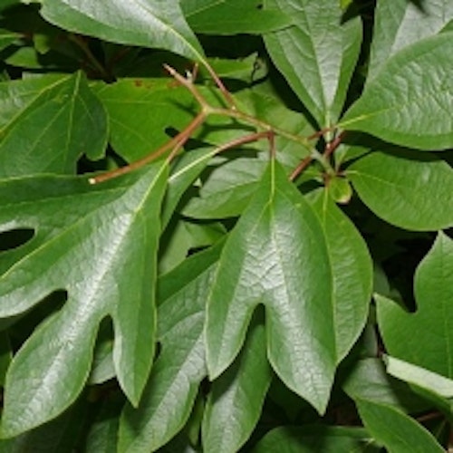 Sassafras albidum