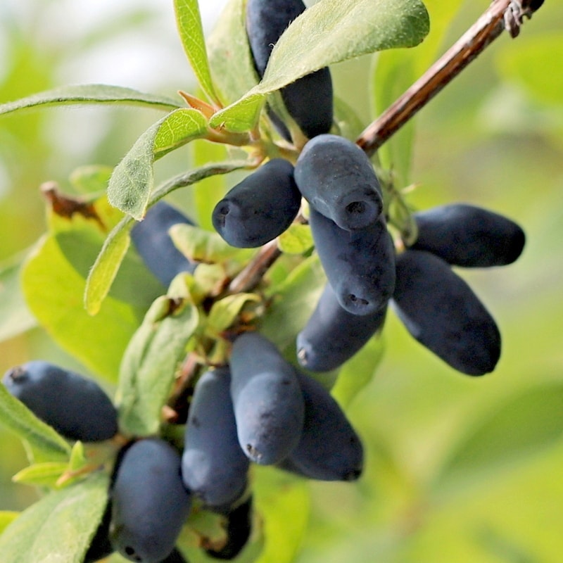 Blåbärstry `Candy Blue` -Lonicera caerulea var. kamtschatica `Candy Blue`
