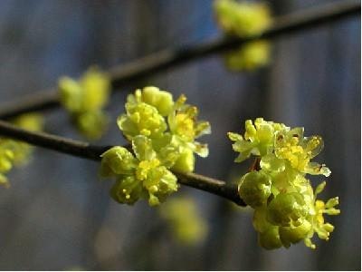 Feberbuske - Lindera benzoin  (Northern Spicebush)