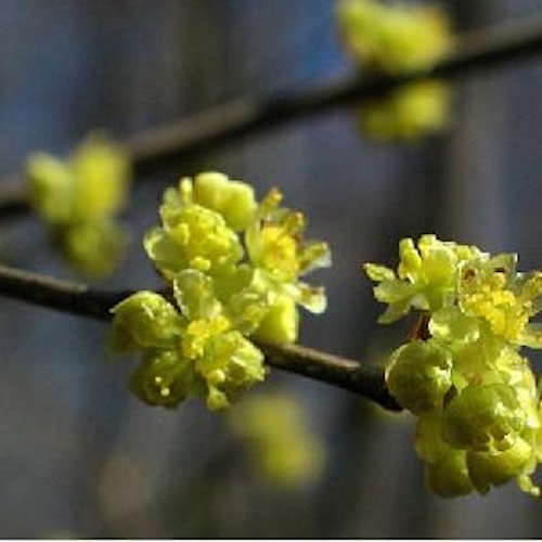 Feberbuske - Lindera benzoin  (Northern Spicebush)