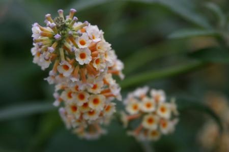 Buddleja weyeriana 'Lady the Ramsey'