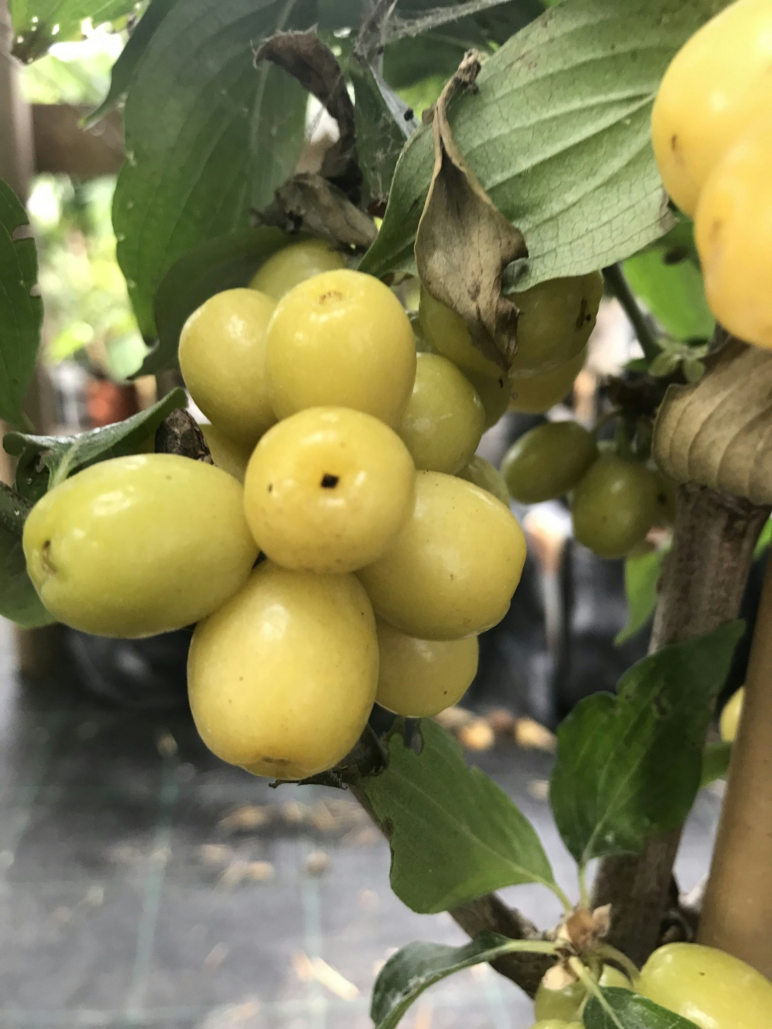 Gul kornell  "Lutea" - Cornus mas " Lutea"