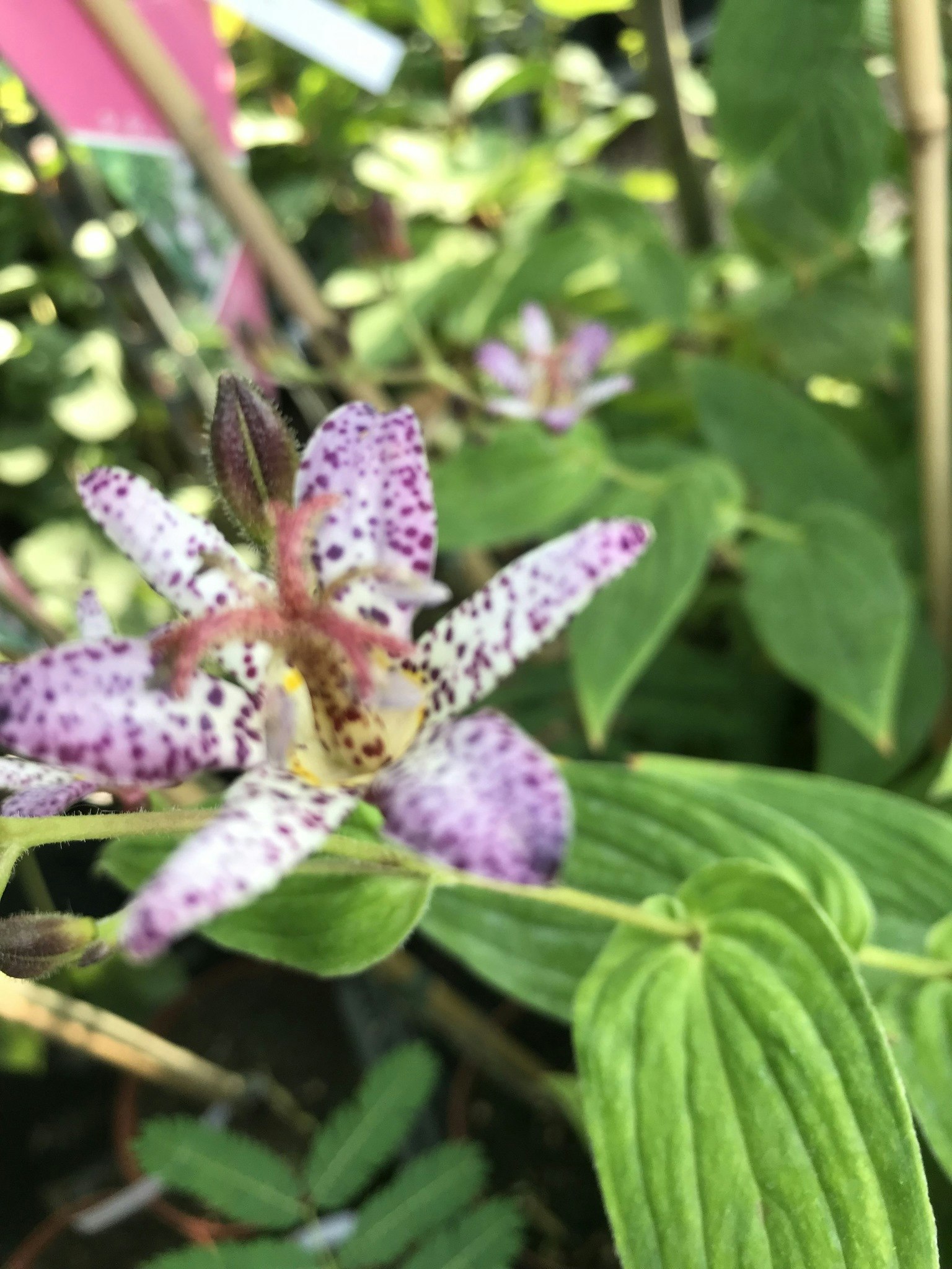 Hårig skugglilja - Tricyrtis formosana