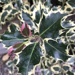 Järnek  'Argentea Marginata' - Ilex aquifolium 'Argentea Marginata'