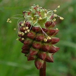 Pimpinell - Sanguisorba minor