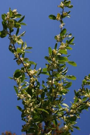 Koreansk silverbuske ´Serinus´ - Elaeagnus umbellata ´Serinus´