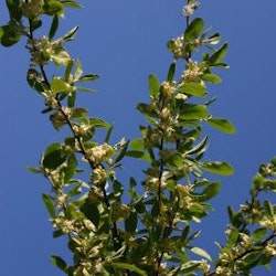 Koreansk silverbuske ´Serinus´ - Elaeagnus umbellata ´Serinus´